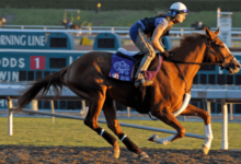 What are the key factors you consider when selecting a horse for racing?