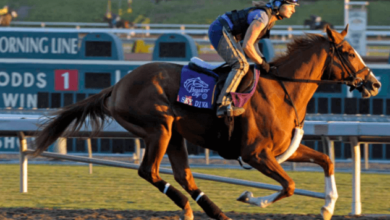 What are the key factors you consider when selecting a horse for racing?