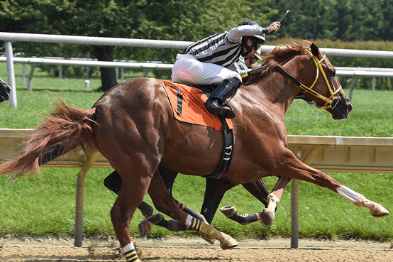 How do you ensure the health and fitness of your horse during the racing season?