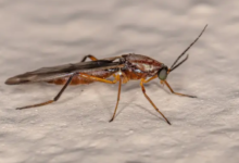 Bed Bug Bites vs. Other Insect Bites: Key Differences