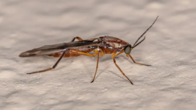 Bed Bug Bites vs. Other Insect Bites: Key Differences