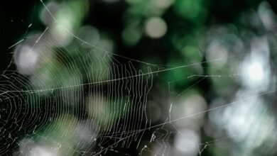 digital peak web apex