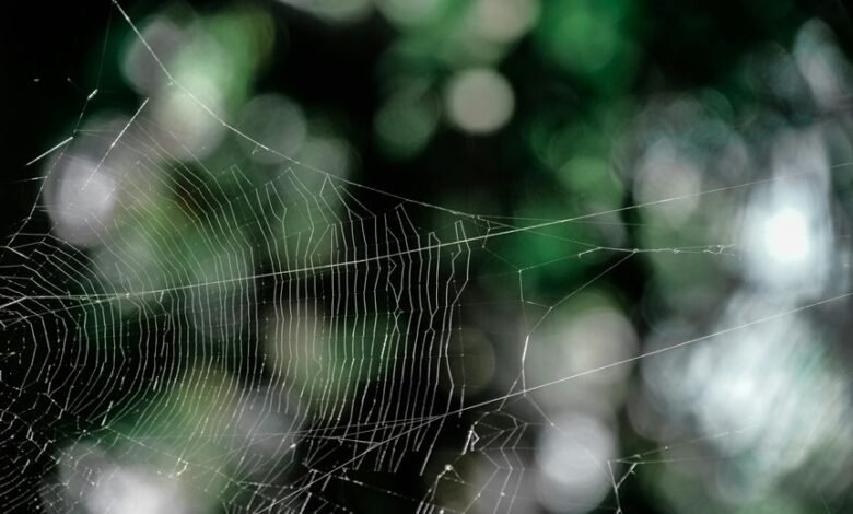 digital peak web apex